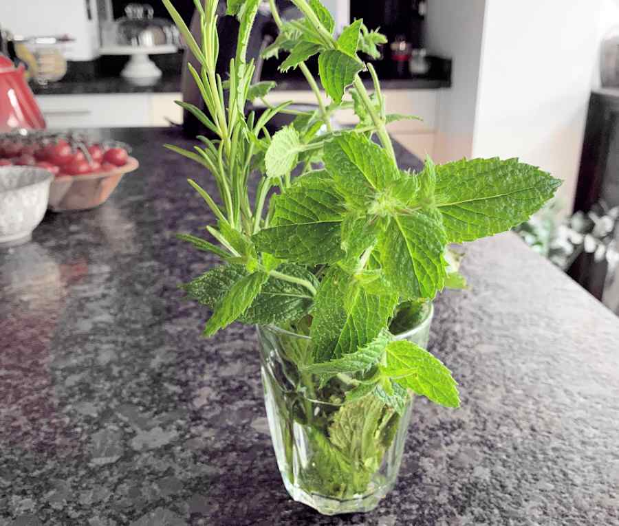 Fried Courgette Flowers Recipe Cuisine Fiend